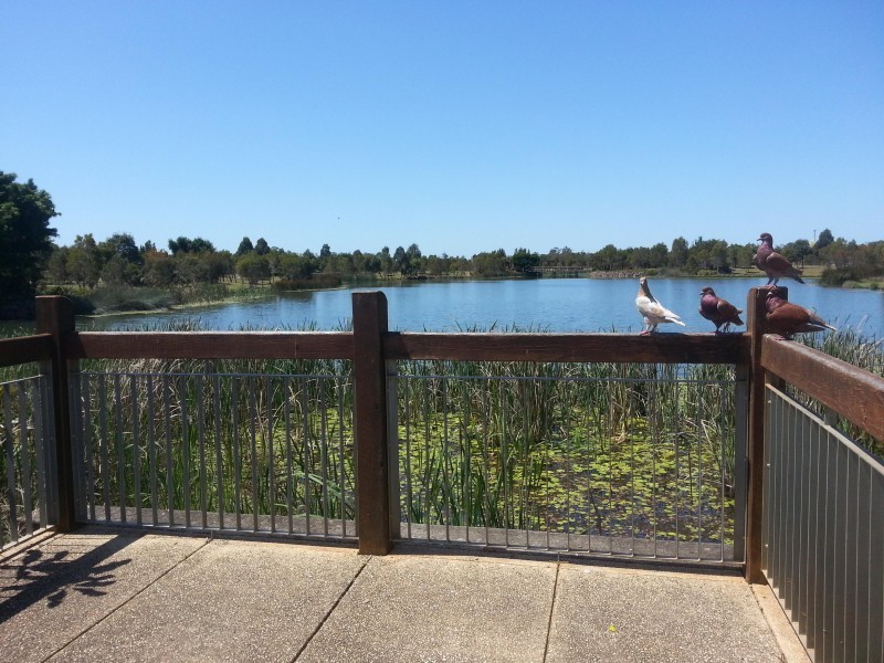 42 Bluestar circuit, Caboolture QLD 4510