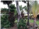47 Jamieson Street, Trinity Beach QLD 4879