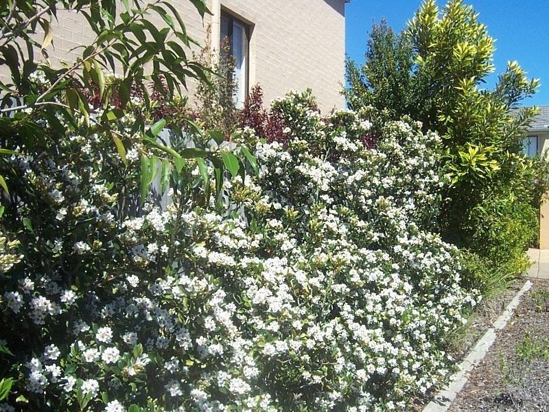 43/60 Beattie rd, Coomera QLD 4209