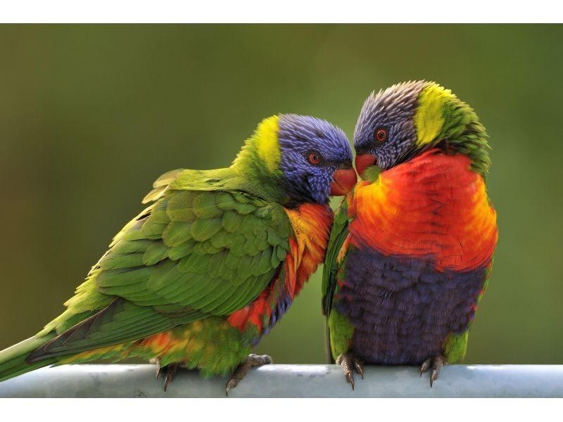 13 Bowden Court, Nerang QLD 4211