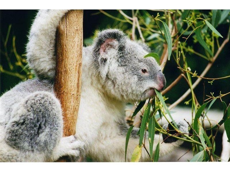 115 Gumtree Street, Runcorn QLD 4113