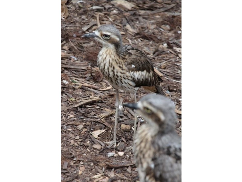 36-50 Patience Street, Cairns QLD 4870