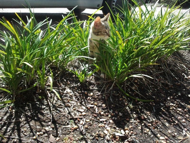 39/96 Galleon Way, Currumbin Waters QLD 4223