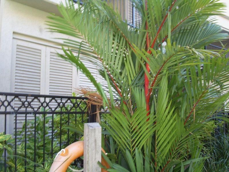 314 314/2 Rigg Street, Woree QLD 4868