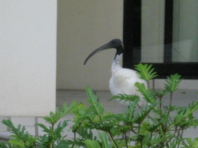 Mermaid Beach QLD 4218