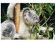 115 Gumtree Street, Runcorn QLD 4113
