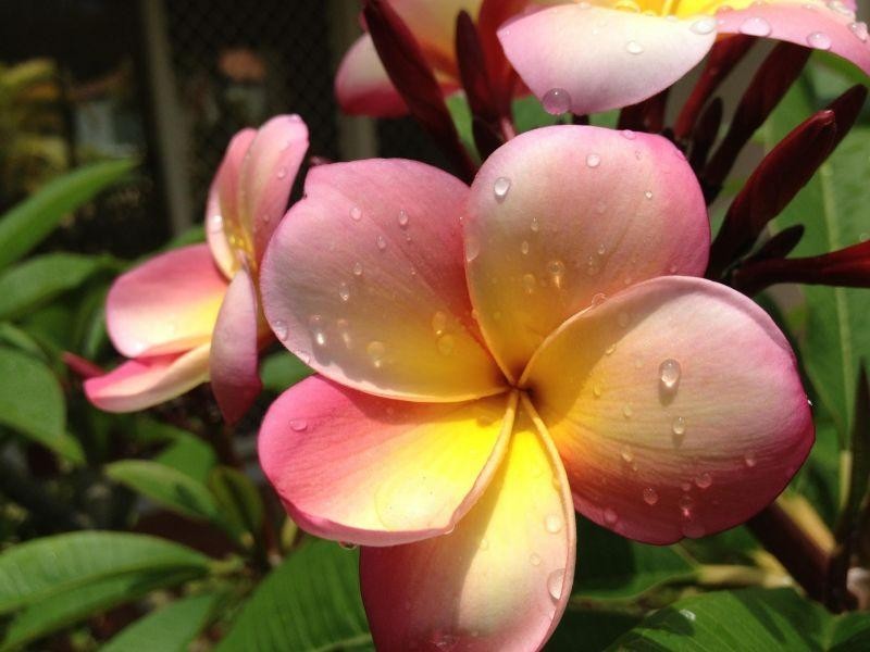 34 Albicore Street, Mermaid Waters QLD 4218