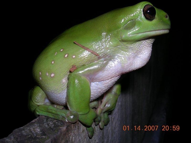 34 Albicore Street, Mermaid Waters QLD 4218