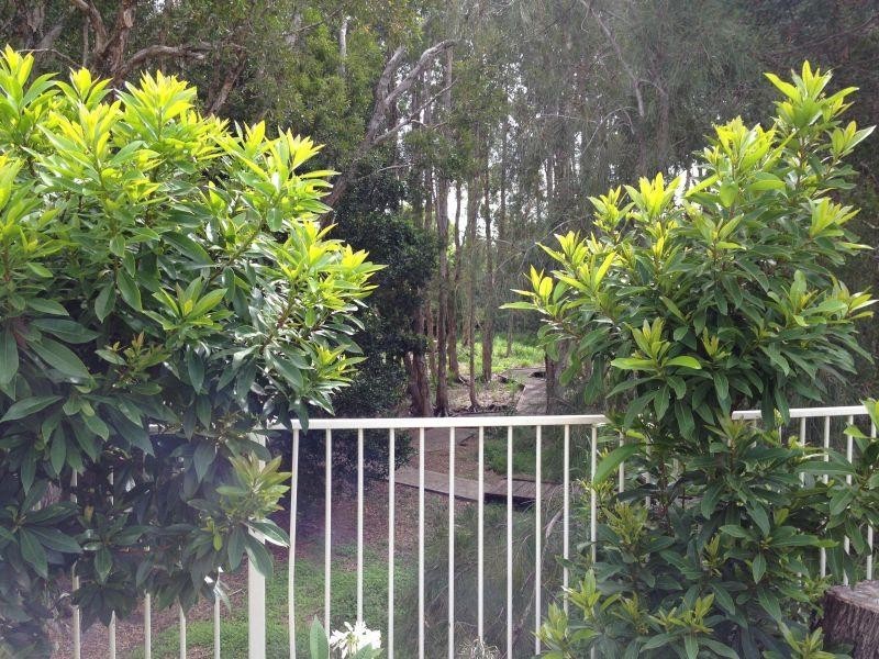 34 Albicore Street, Mermaid Waters QLD 4218