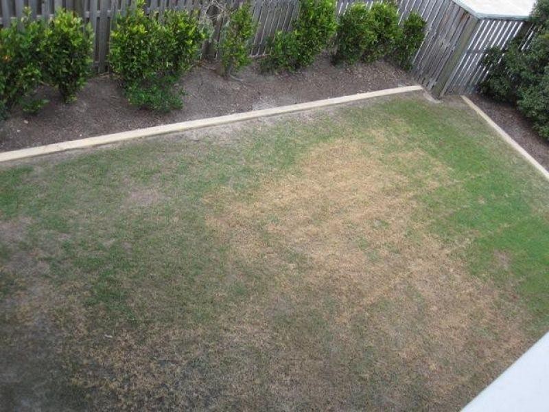 93/1 Sauvignon Parade, Upper Coomera QLD 4209