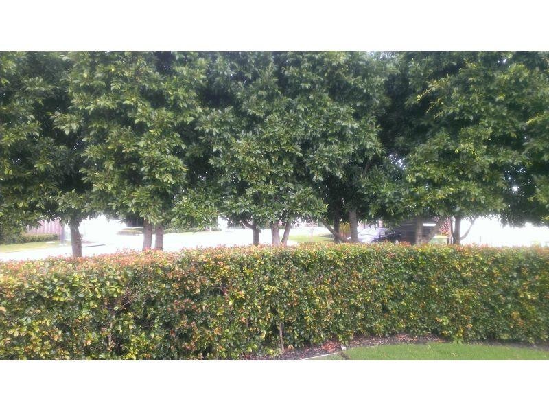 Benowa QLD 4217
