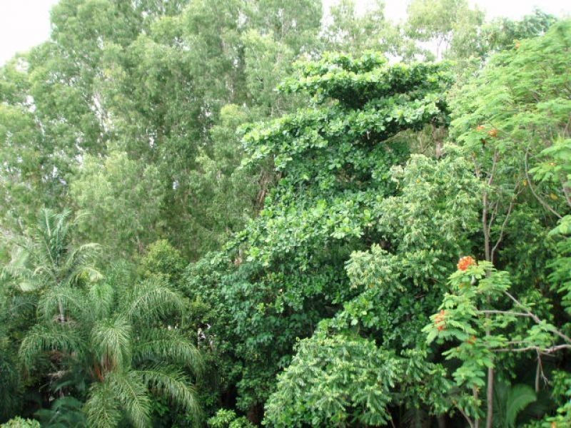 521 Varley Street, Yorkeys Knob QLD 4878