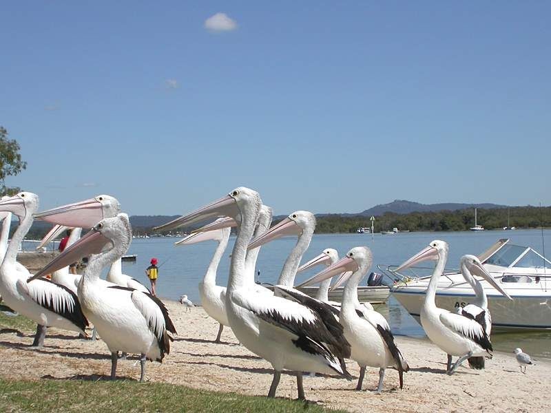 177 Shorehaven Drive, Noosa Waters QLD 4566