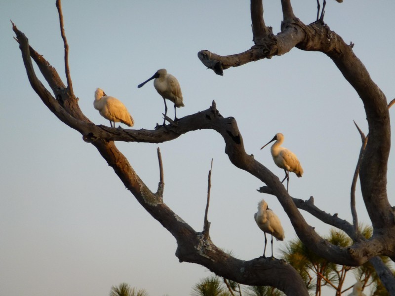 239 Moorindil Street, Tewantin QLD 4565