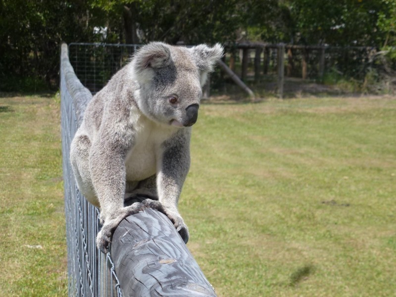 239 Moorindil Street, Tewantin QLD 4565