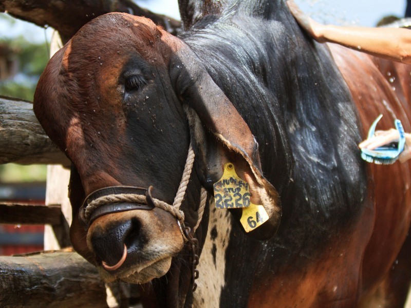 55 Happy Jack Creek Road, Ridgewood QLD 4563