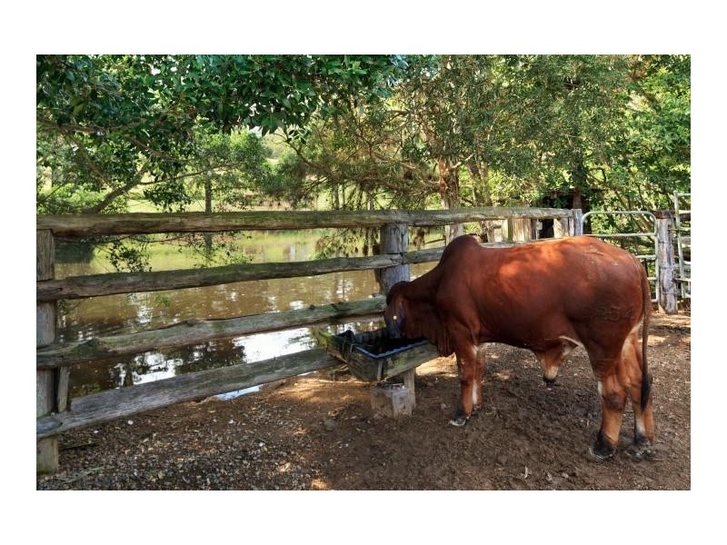 55 Happy Jack Creek Road, Ridgewood QLD 4563