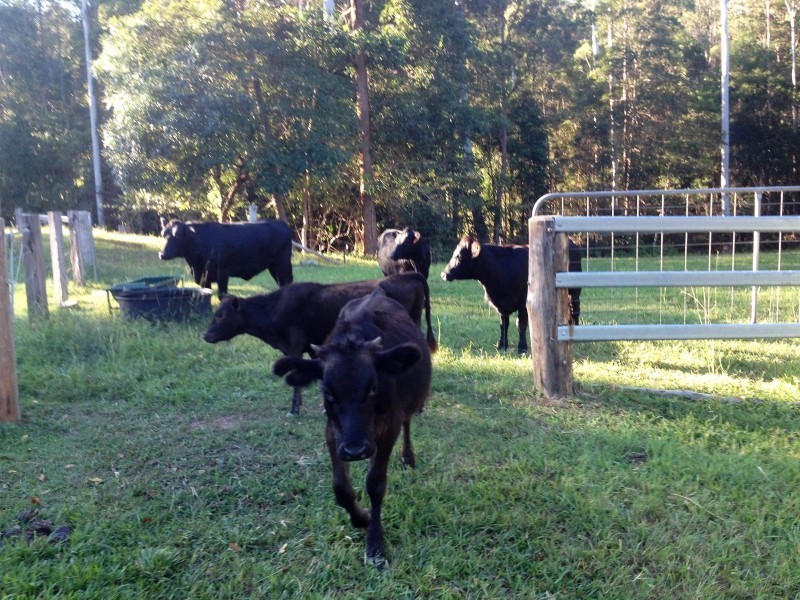 29 Maiala Court, Belli Park QLD 4562