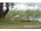41 Grange Road, Lake Macdonald QLD 4563