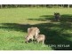 41 Grange Road, Lake Macdonald QLD 4563