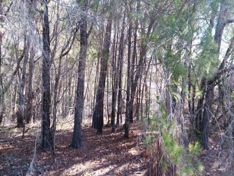 42 Barcelona Street, Russell Island QLD 4184