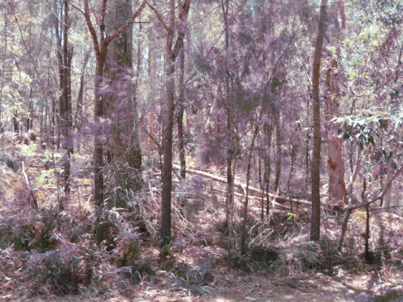 5 Seaward Drive, Russell Island QLD 4184