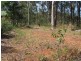 19 Little Cove Road, Russell Island QLD 4184