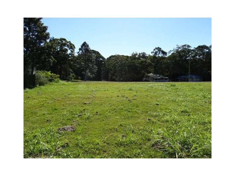 16  grevillea, Russell Island QLD 4184