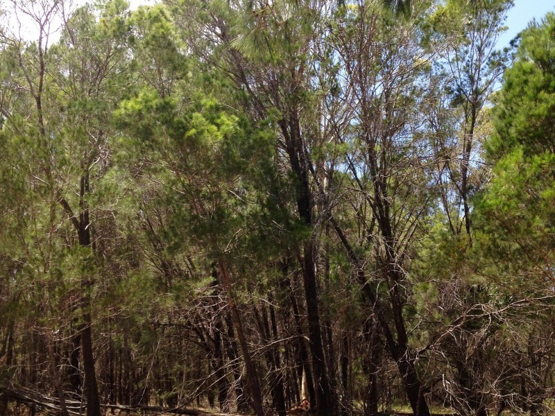 35 Beacon Drive, Russell Island QLD 4184