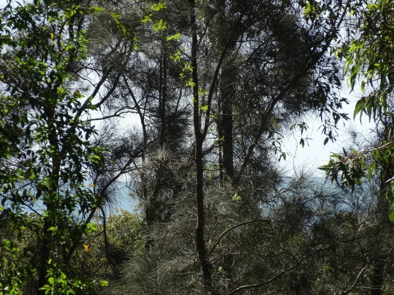 41 PATTERSON STREET, Russell Island QLD 4184