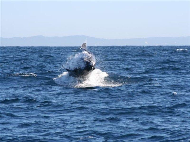 16 Midgen Street, Moreton Island QLD 4025