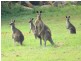 Noosaville QLD 4566
