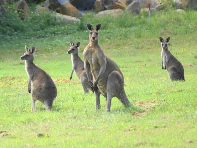 Noosaville QLD 4566