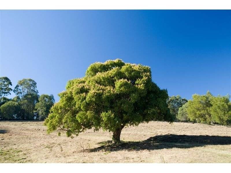 Lot L24, 84 Coles Creek Road, Cooran QLD 4569