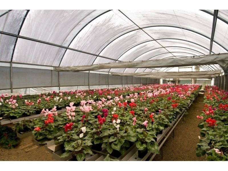 10 Wilkes Court, Tinbeerwah QLD 4563