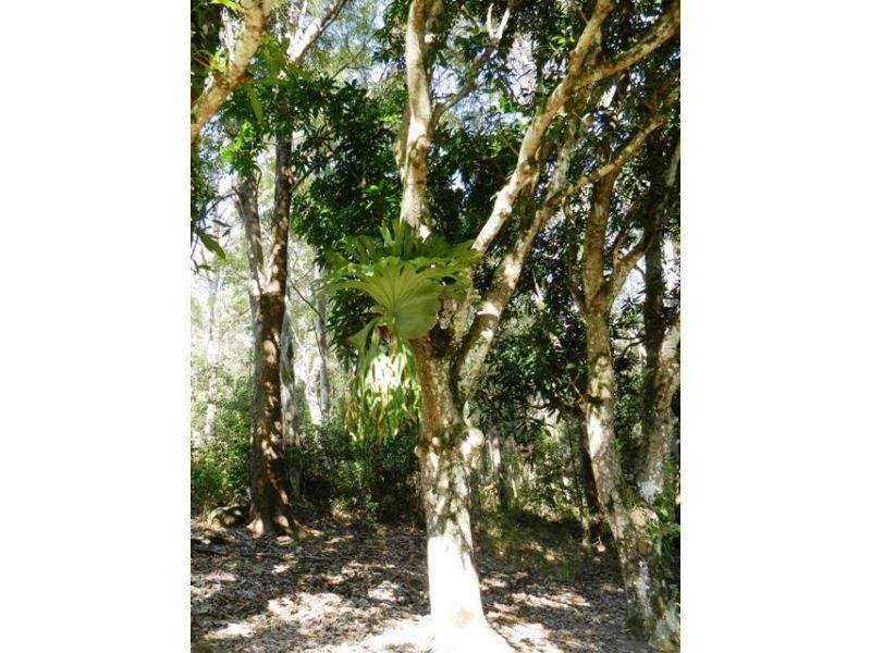 223 North Arm Road, North Arm QLD 4561