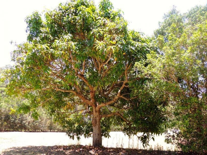 10 Mango Lane, Doonan QLD 4562