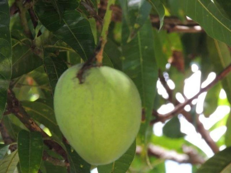 10 Mango Lane, Doonan QLD 4562