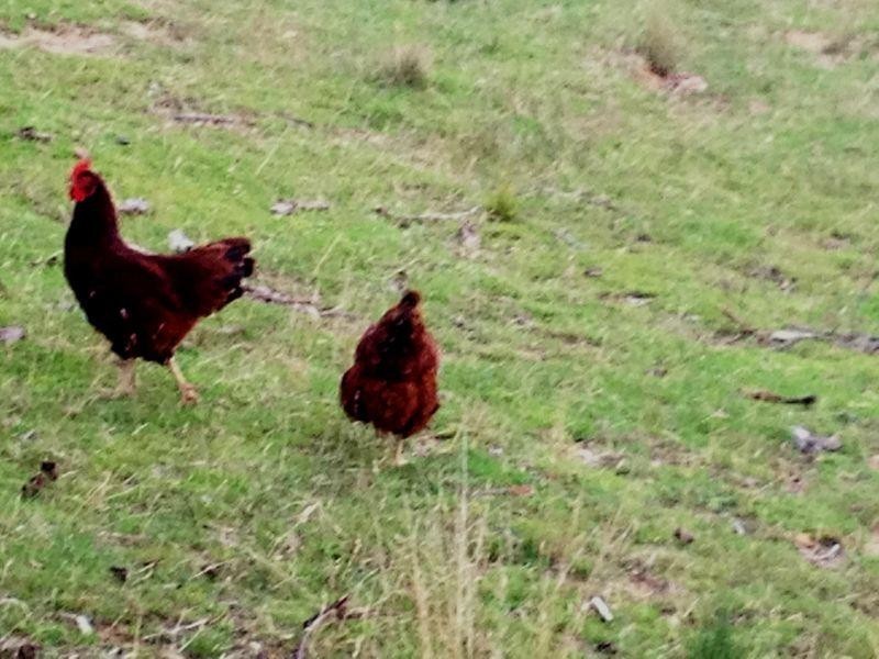 17 Silverdale Court, Cooroibah QLD 4565