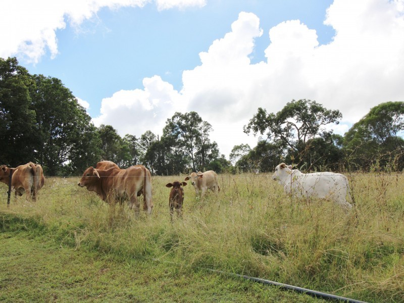 203 Fritz Road, Chatsworth QLD 4570