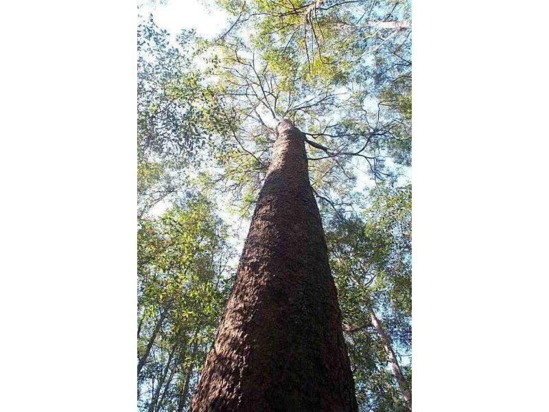 24 Christella Place, Verrierdale QLD 4562