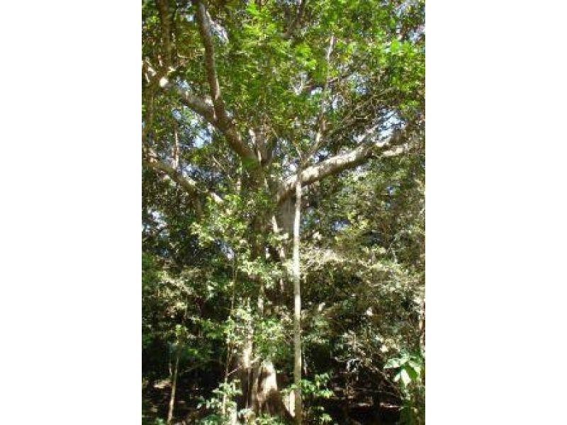 82 Francis Road, Kin Kin QLD 4571