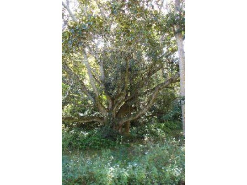 82 Francis Road, Kin Kin QLD 4571