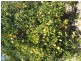 1 Kalbar Place, Tewantin QLD 4565