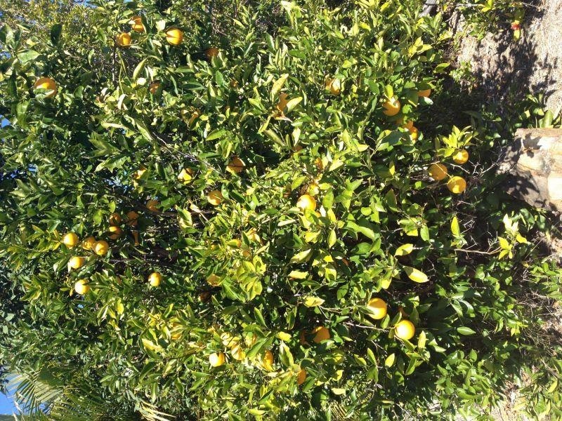 1 Kalbar Place, Tewantin QLD 4565