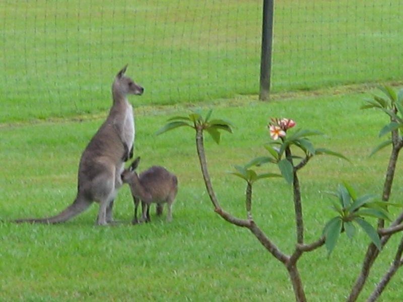 559 Cooroy Noosa Rd, Tinbeerwah QLD 4563