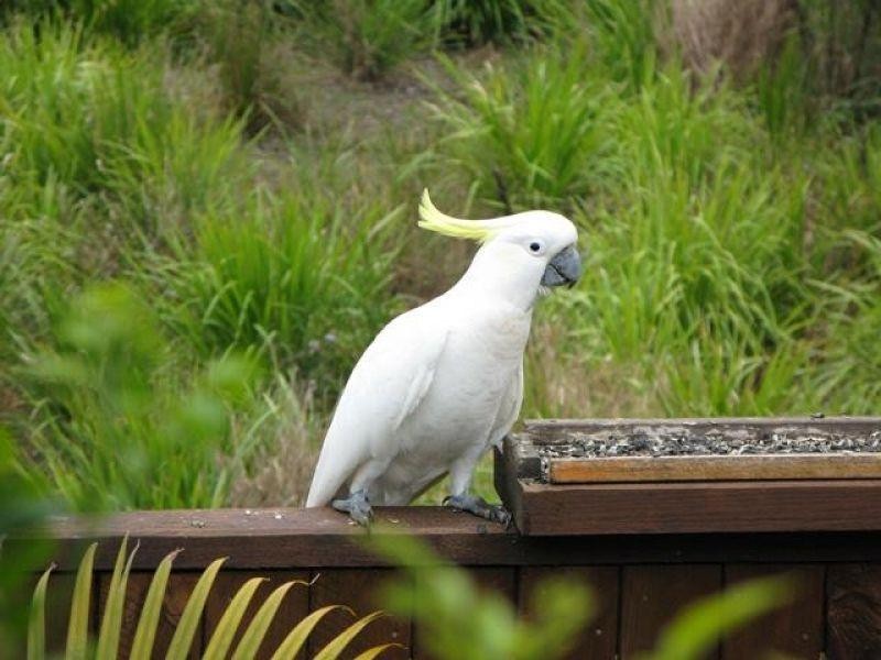 5 Pardon Place, Noosaville QLD 4566