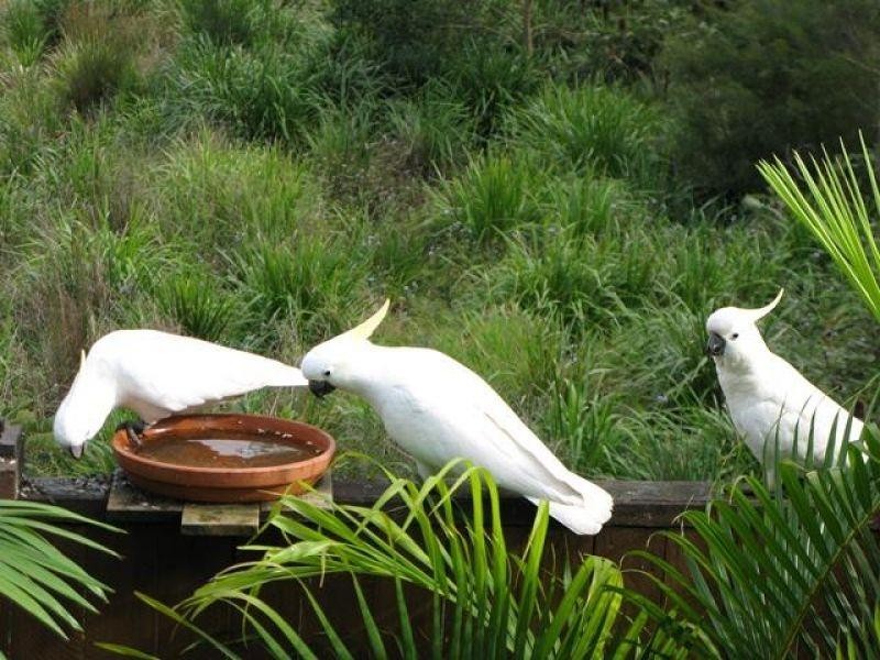 5 Pardon Place, Noosaville QLD 4566