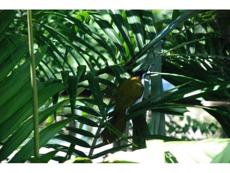 25 Banksia Avenue, Noosa Heads QLD 4567