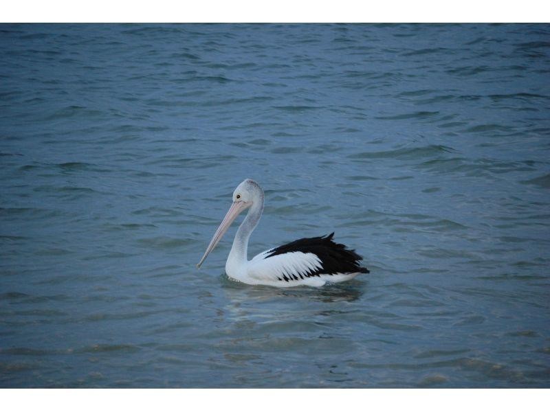 8/11 Woorookool Place, Noosaville QLD 4566